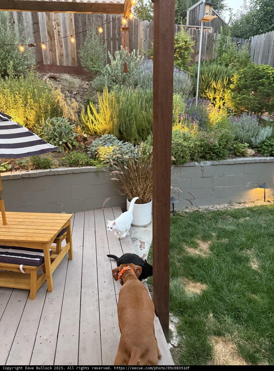 Evening Harmony in the Backyard