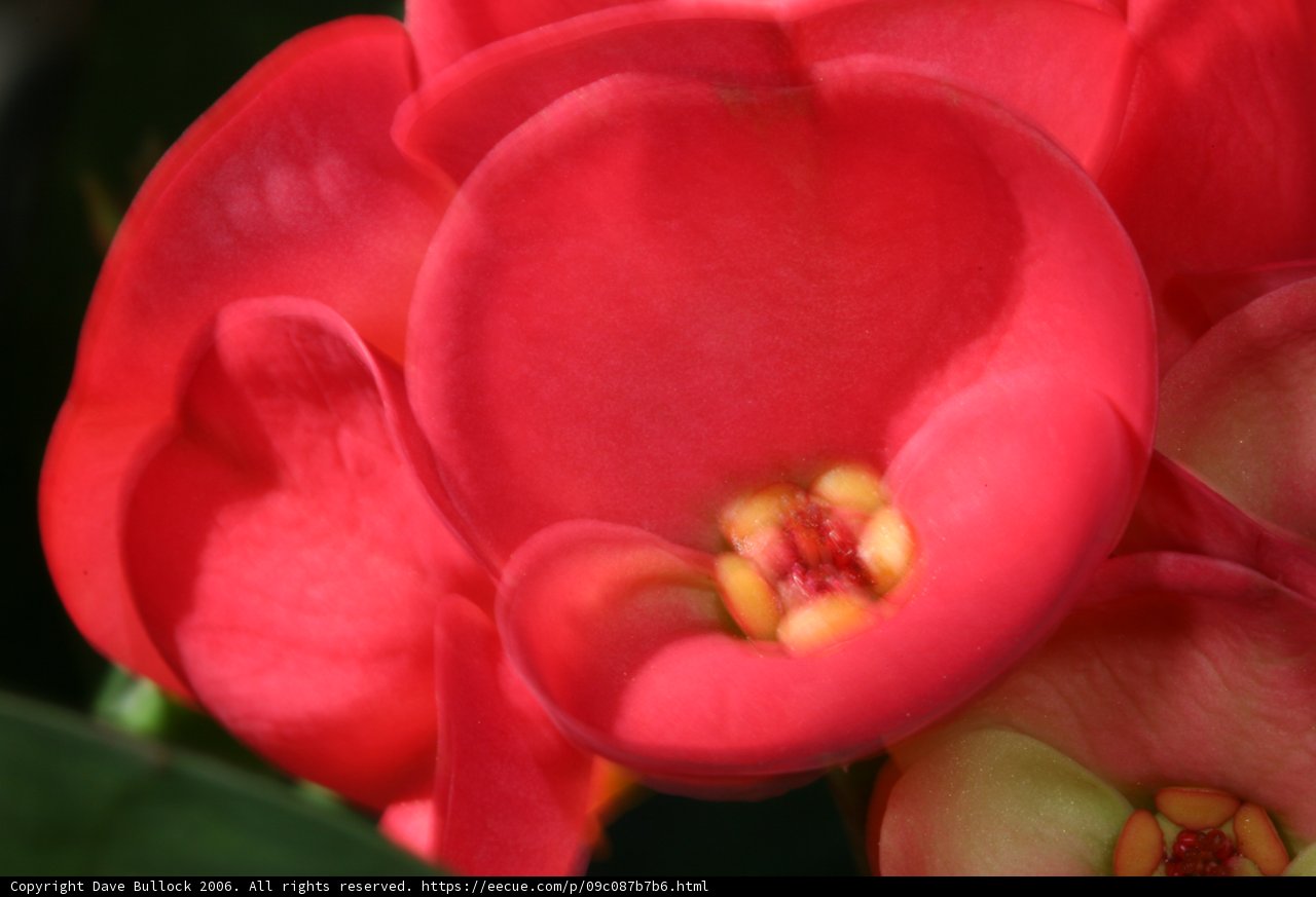 Deep Red Begonia Flower in Bloom
