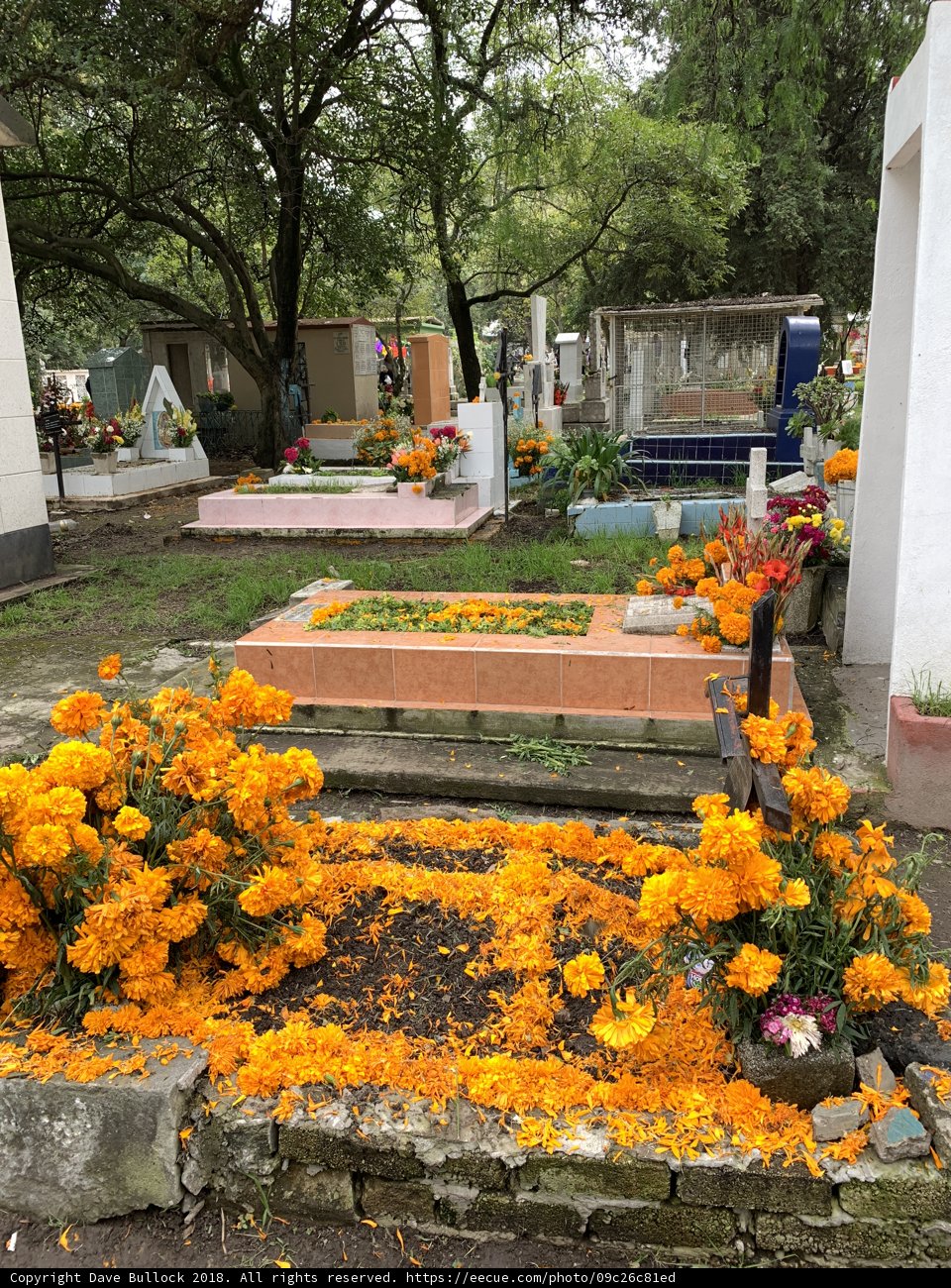 A Touch of Vibrant Serenity in the Cemetery