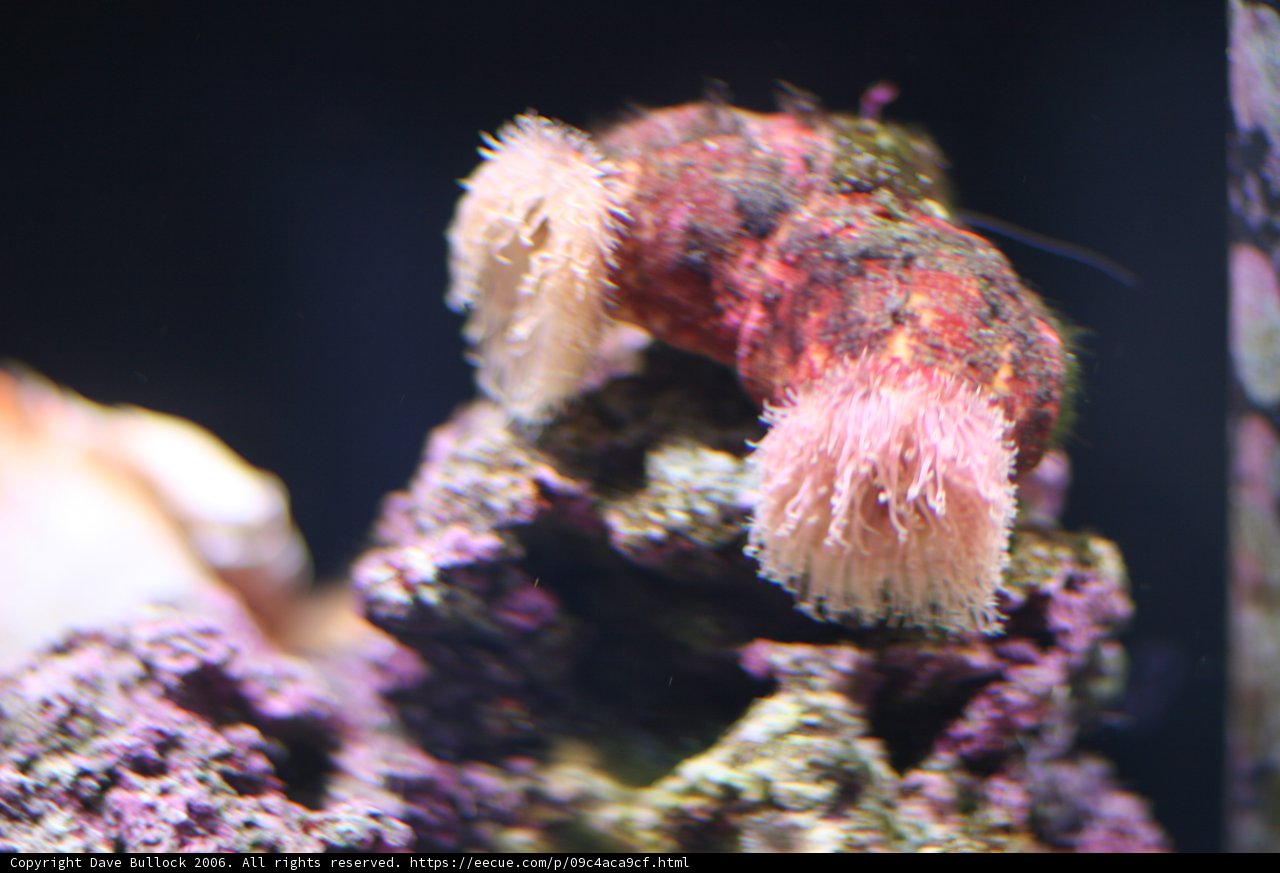 Pink Sea Anemone in a Reef Aquarium
