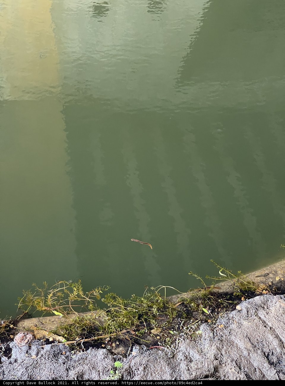 Swimming in Nature's Pond