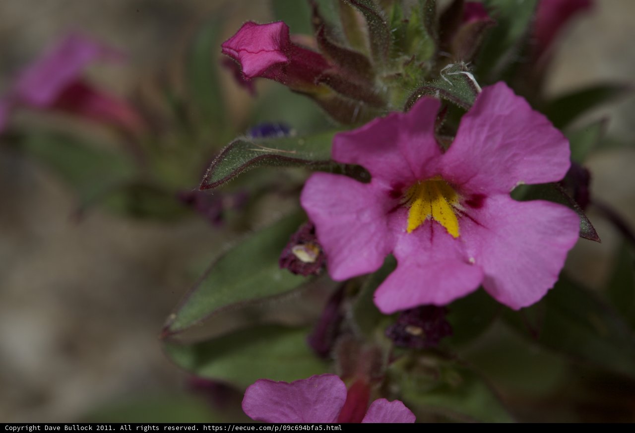 Pink Geranium Flower with Yellow Center