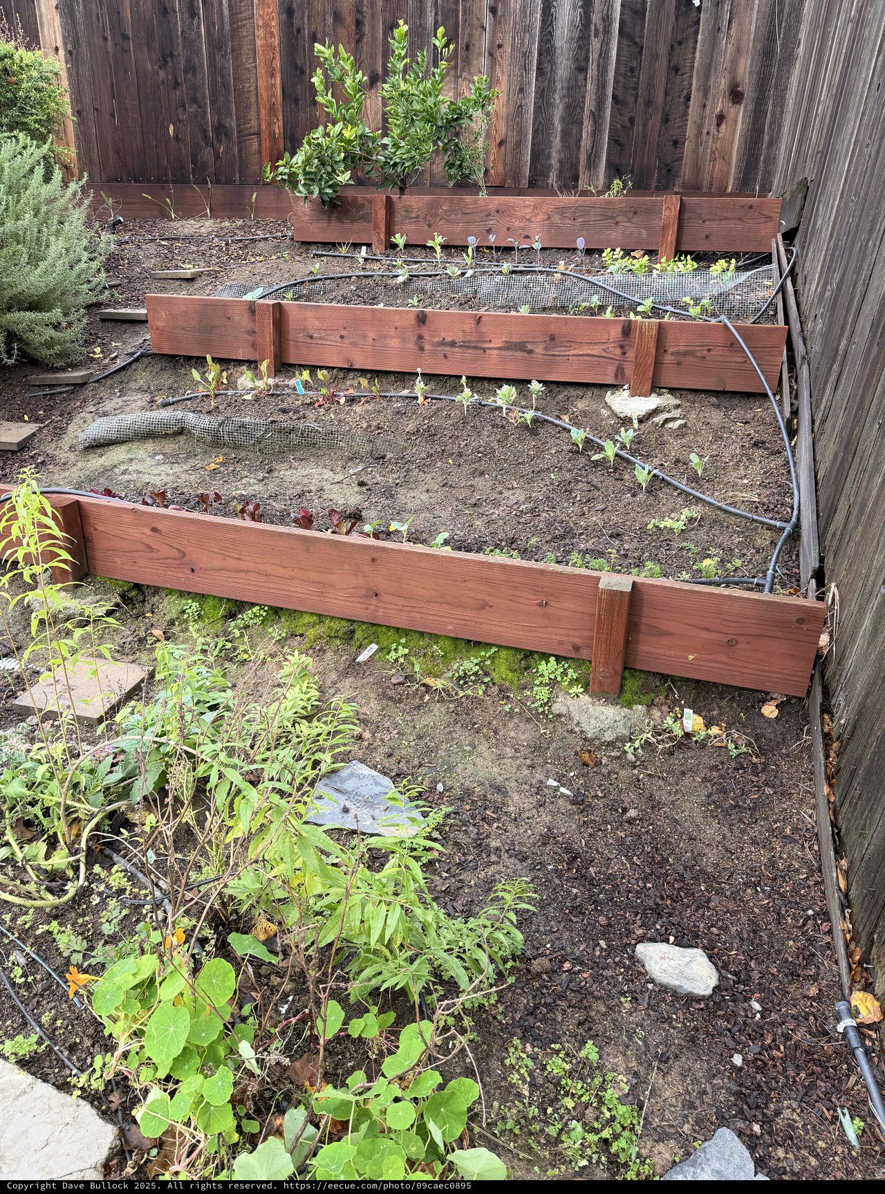 Tiered Raised Garden Beds Against Weathered Fence