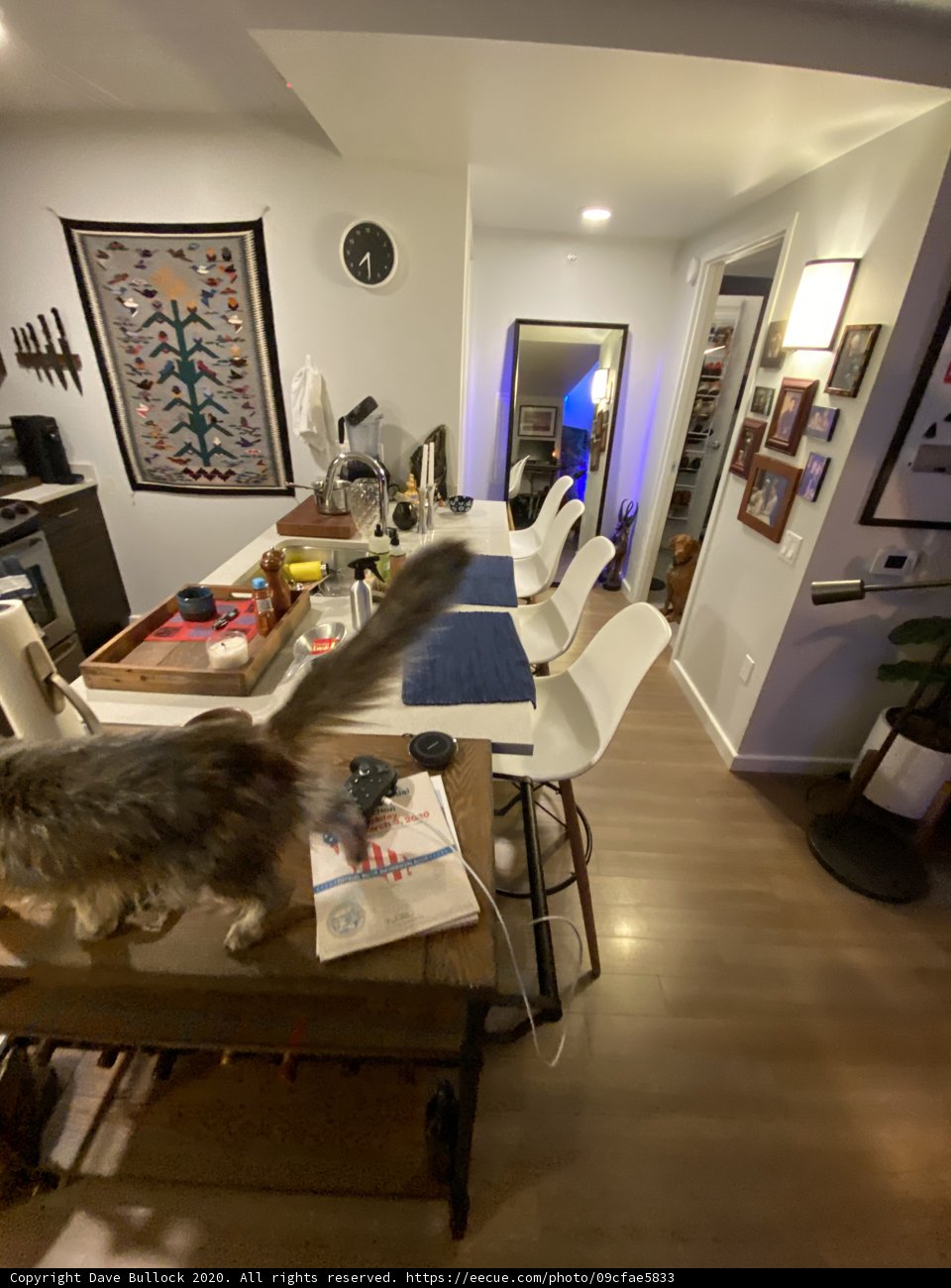 Feline Visitor in the Salon