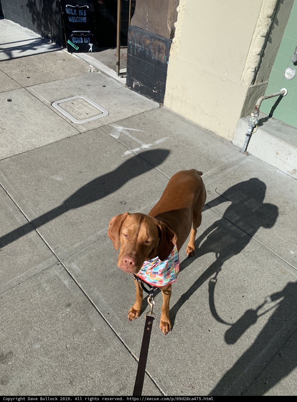 Bandana-wearing Vizsla on a Walk