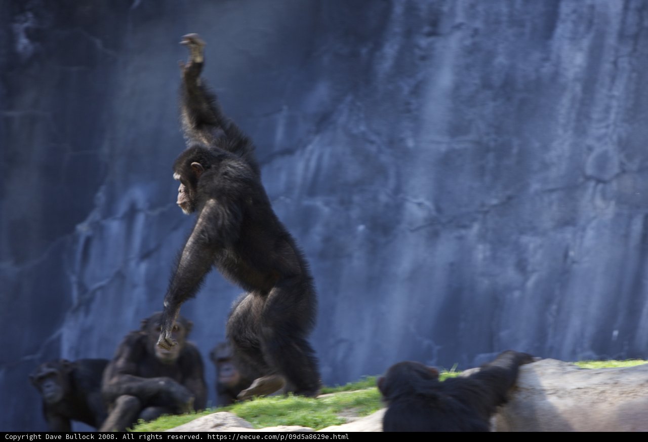 Chimps Climb the Rock Mountains