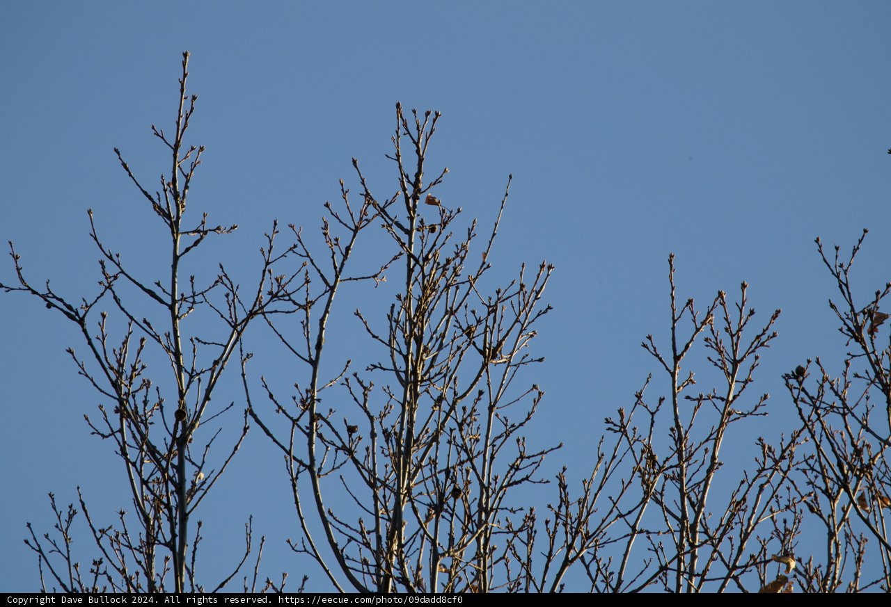 Winter's Embrace