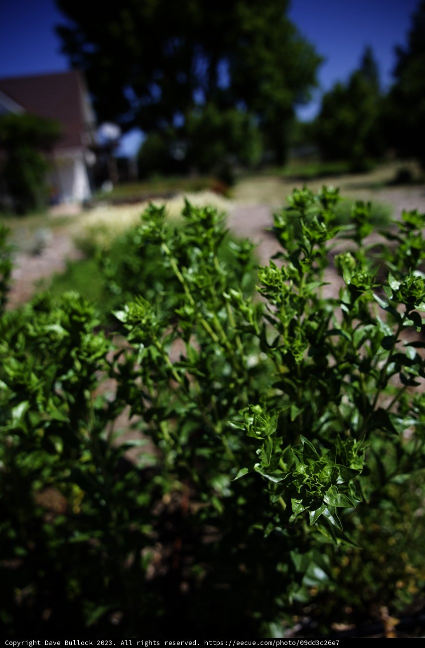 Flourishing Herbs in a Vibrant Home Garden