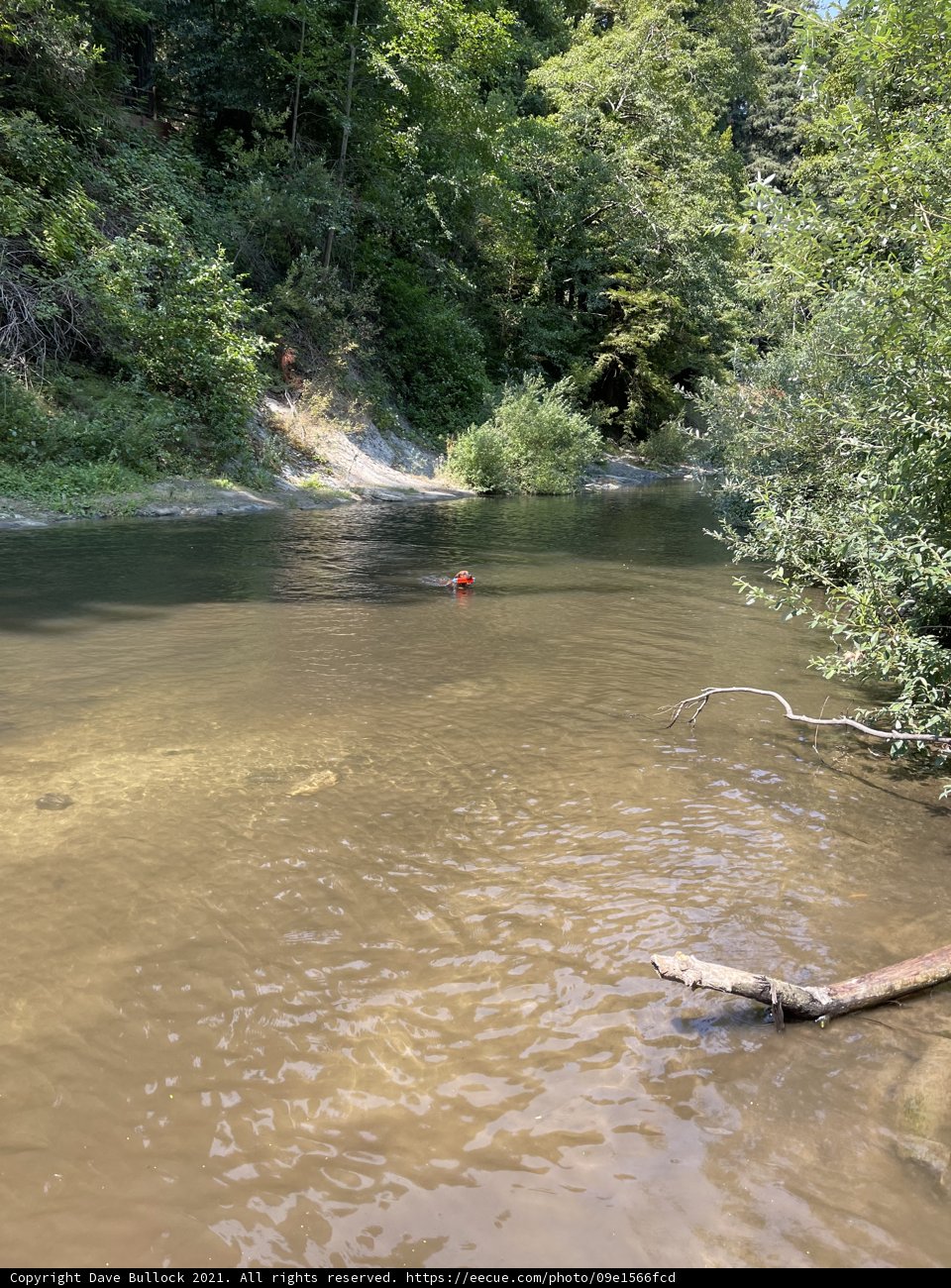 Red Rubber Duck in a Natural Wonderland