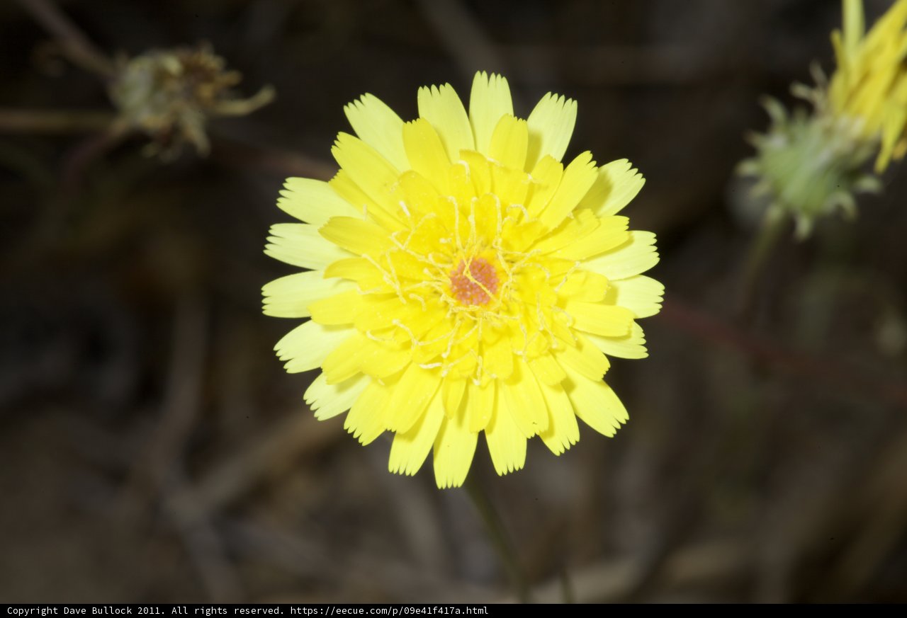 Sunny Bloom