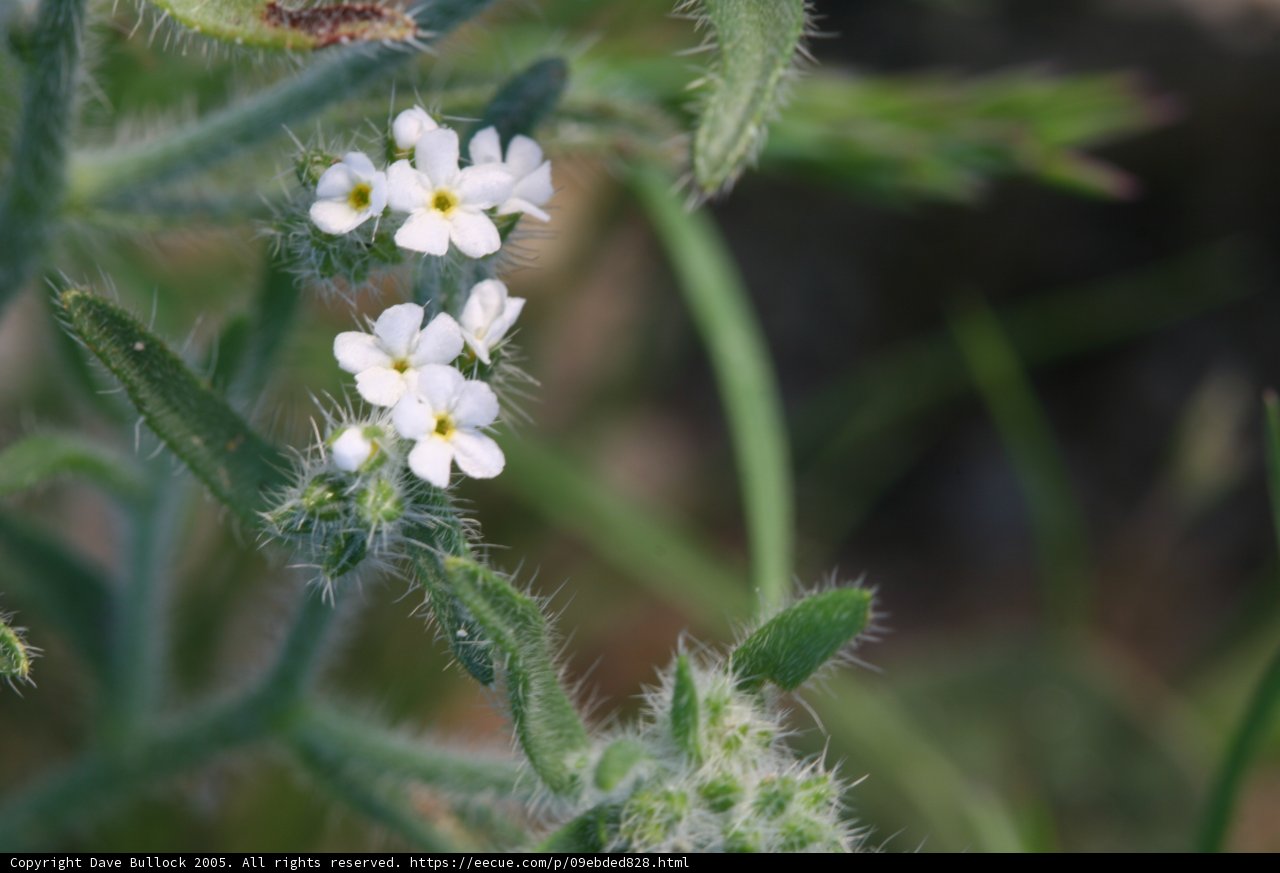 Small White Flower in Full Bloom