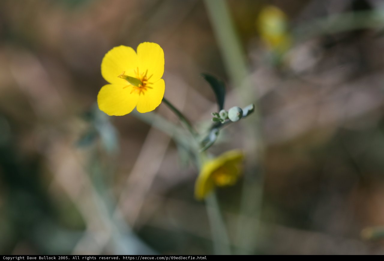 Sunny Solitude