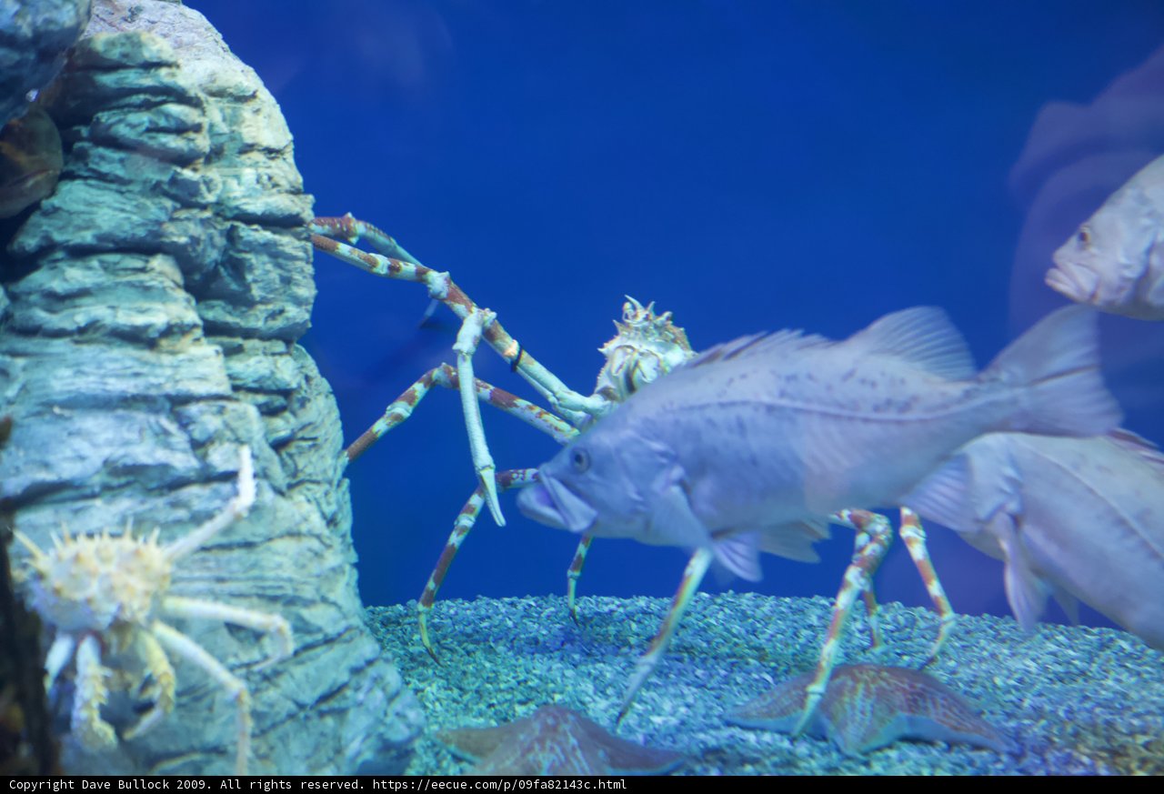 Crab and Fish in the Penelope Aquarium
