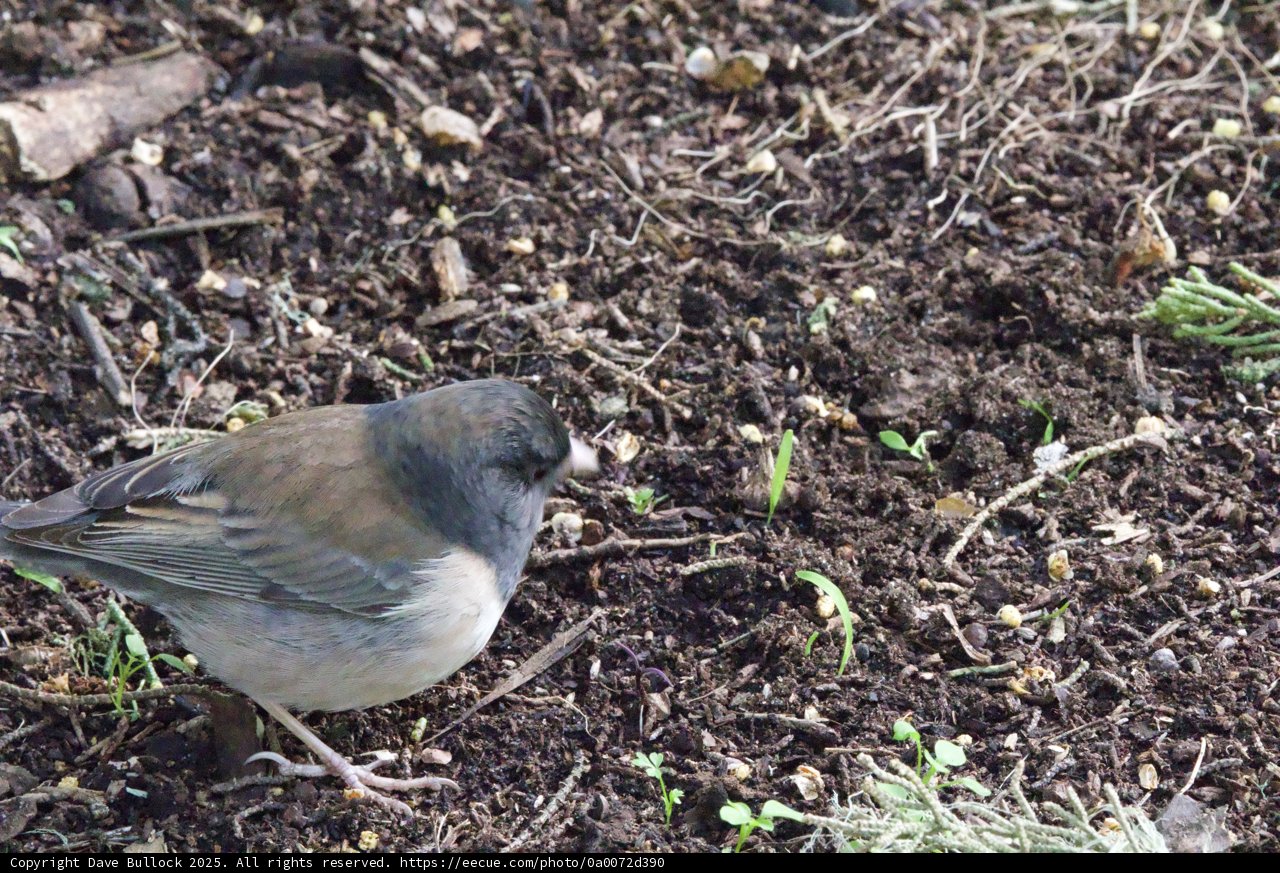 Feathered Forager