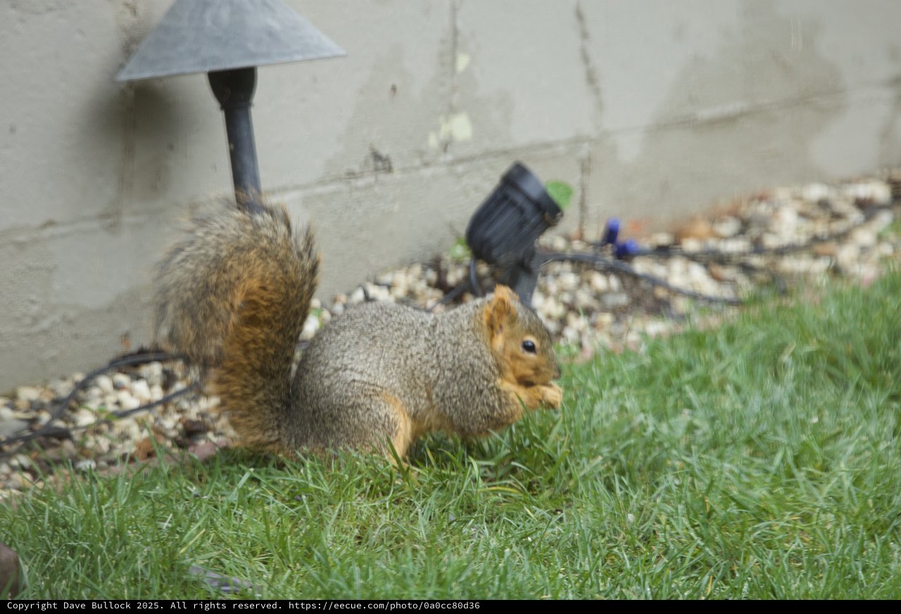 Fox Squirrel Foraging on Suburban Lawn