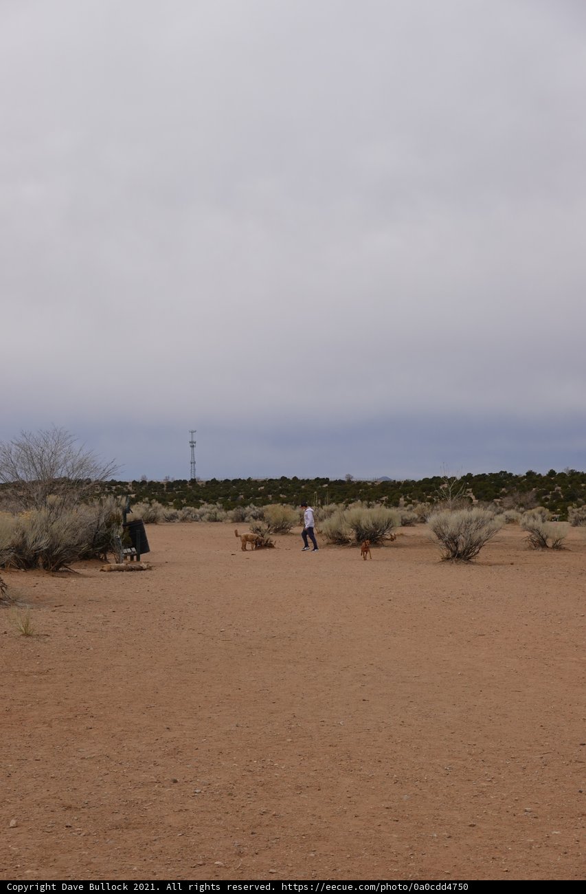A Man and his Dogs Enjoying the Desert Landscape