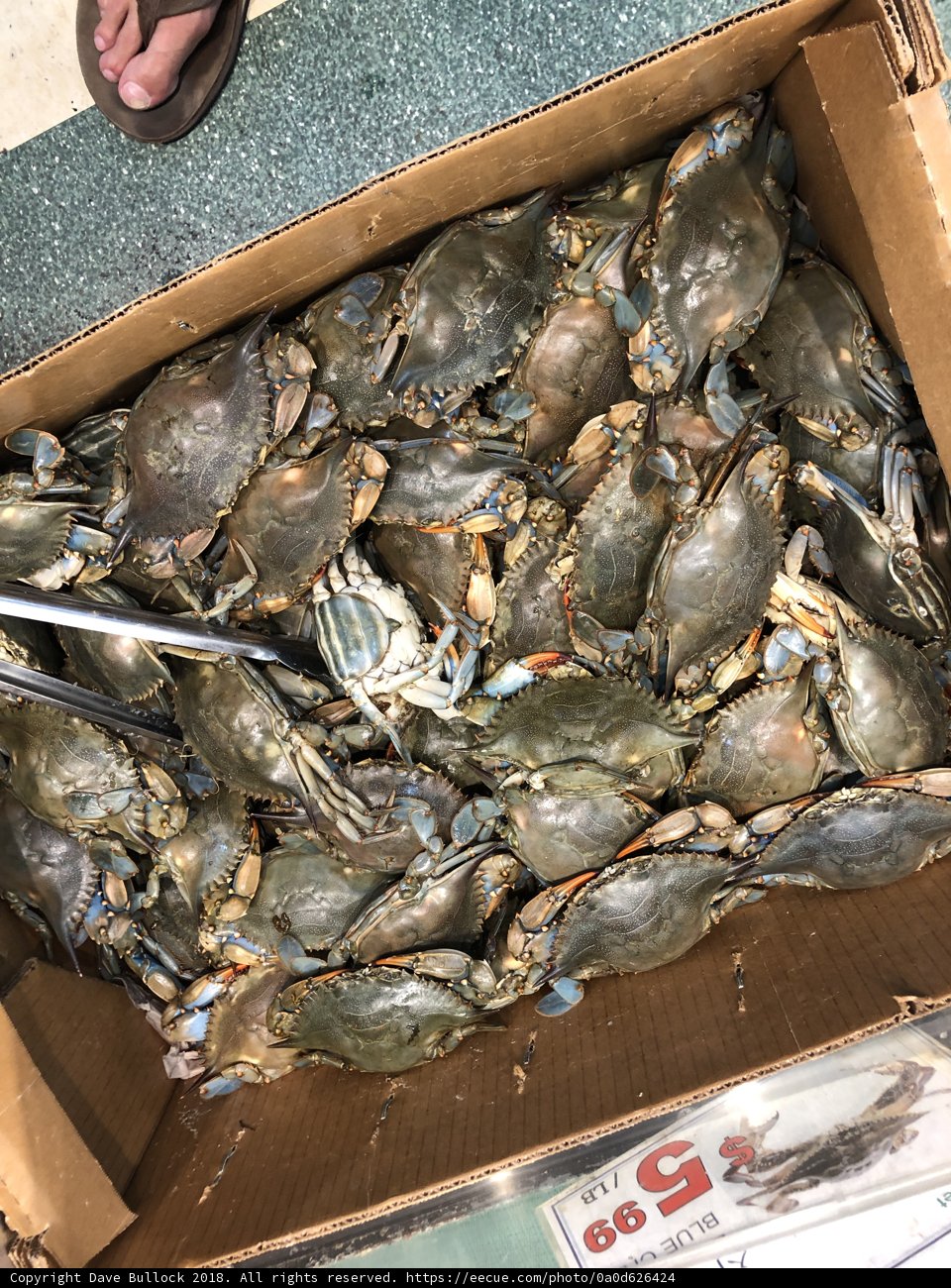 Crabs on the Move