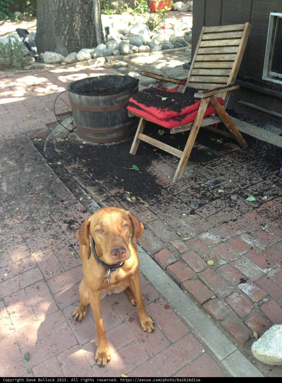 Dog's Day Out in Californian Summer