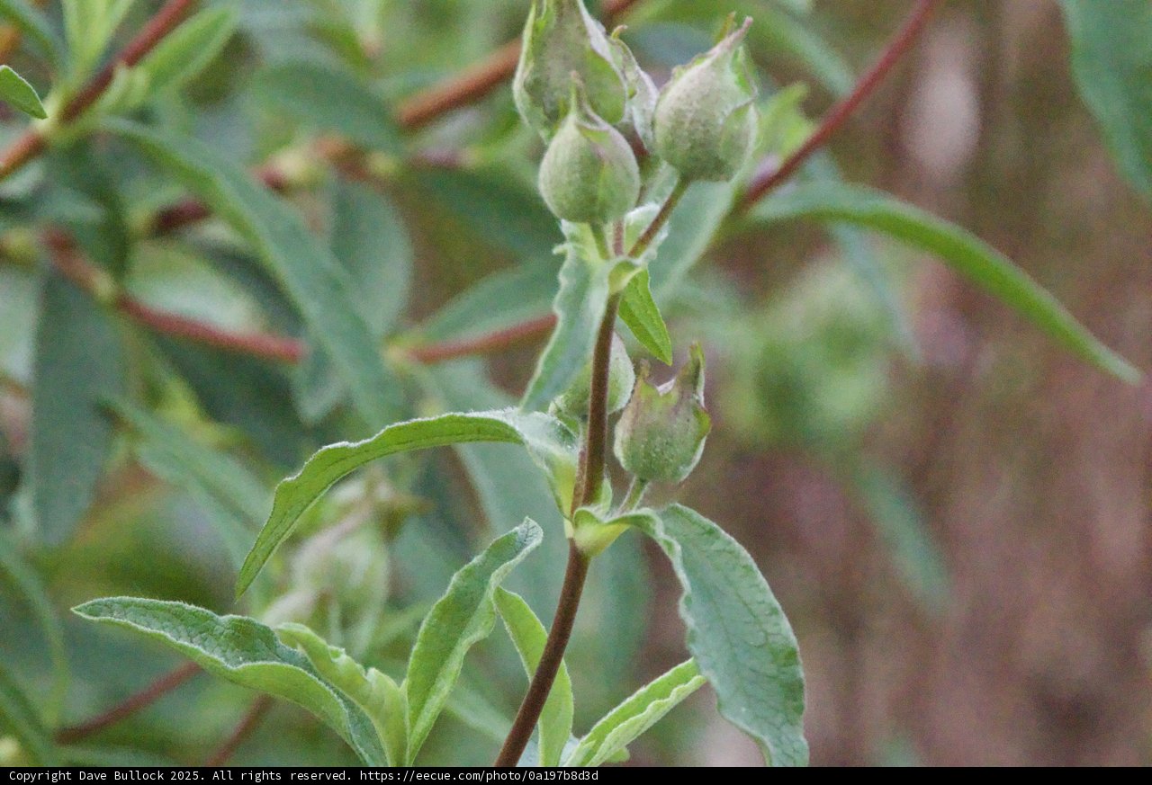 Budding Elegance