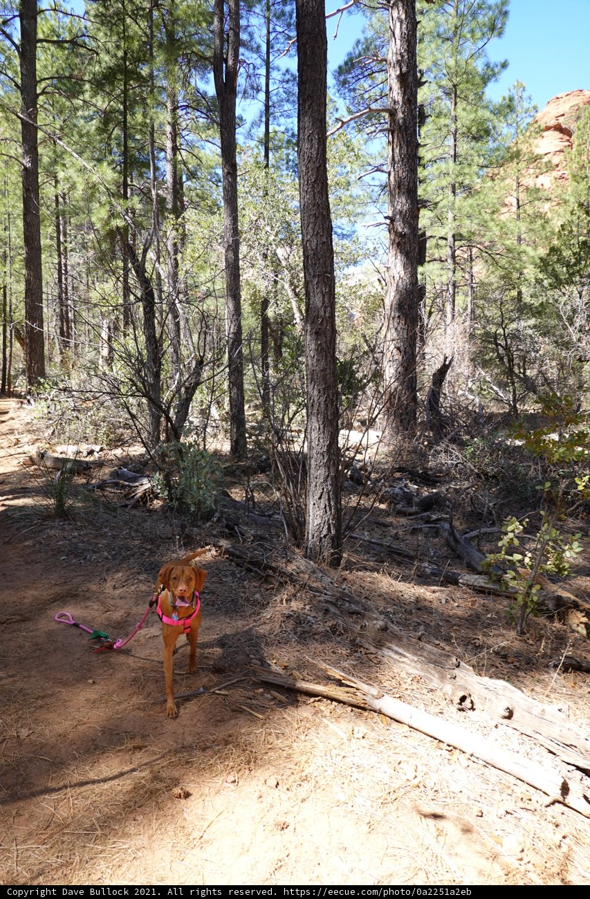 A Canine Adventure in the Wilderness