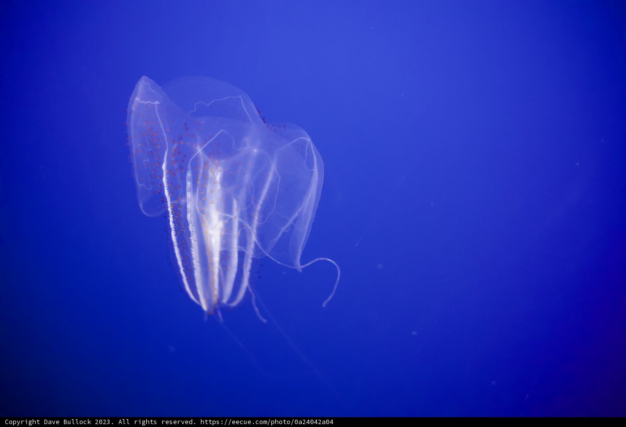 Ethereal Elegance: A Monterey Bay Encounter