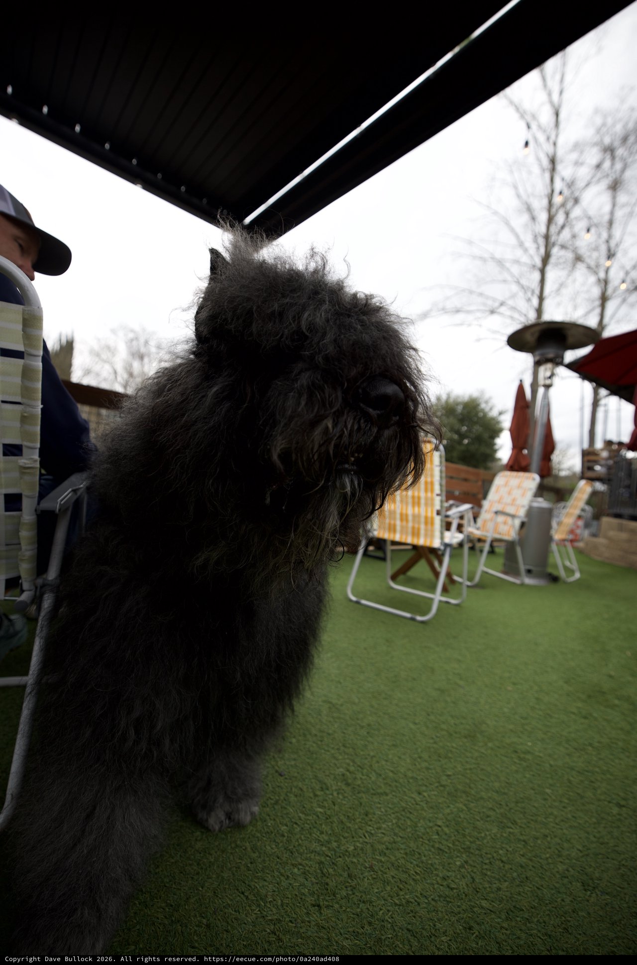 Fluffy Black Dog Under Outdoor Canopy