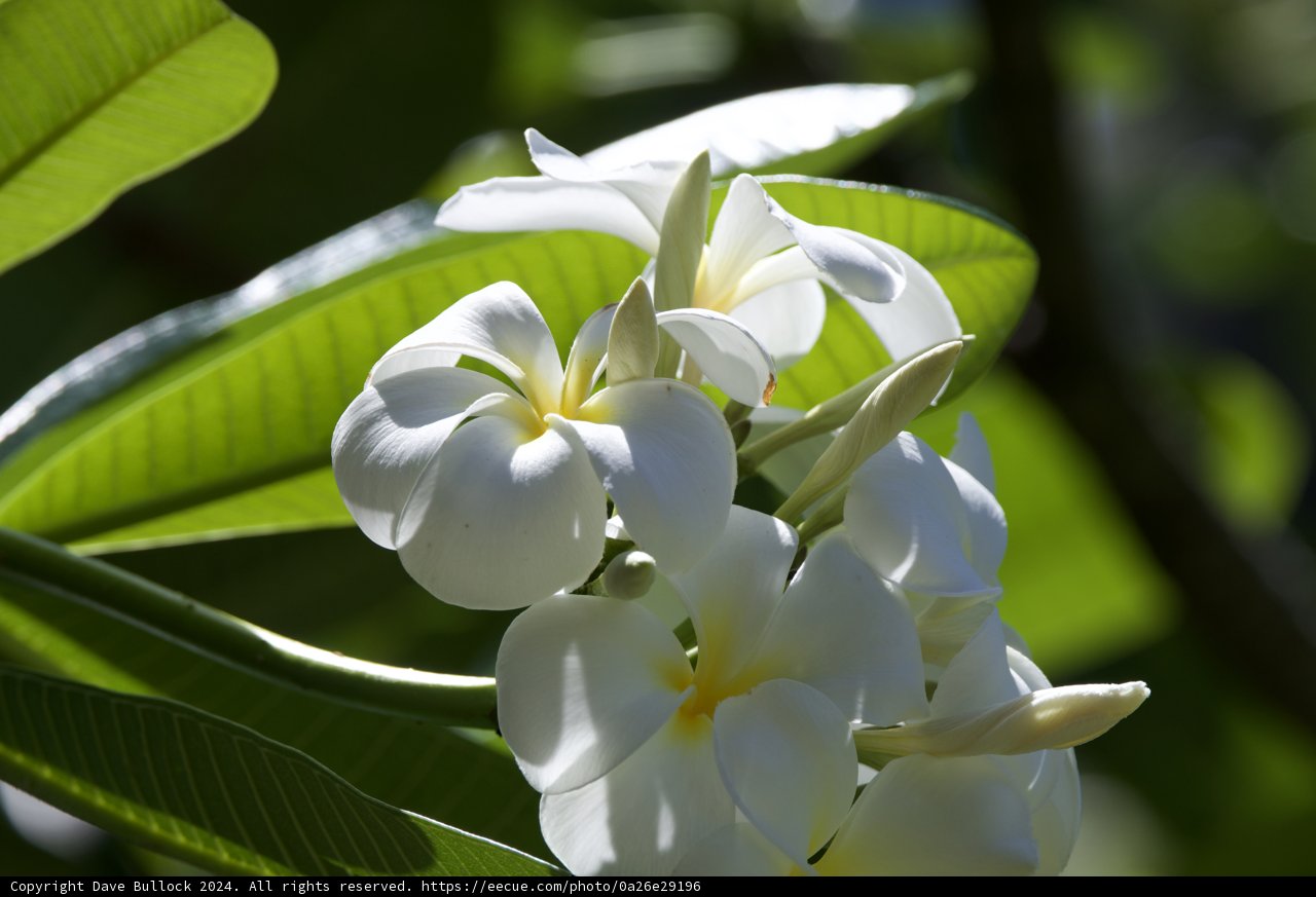 Luminous Serenity: White Plumerias at Honolulu Zoo