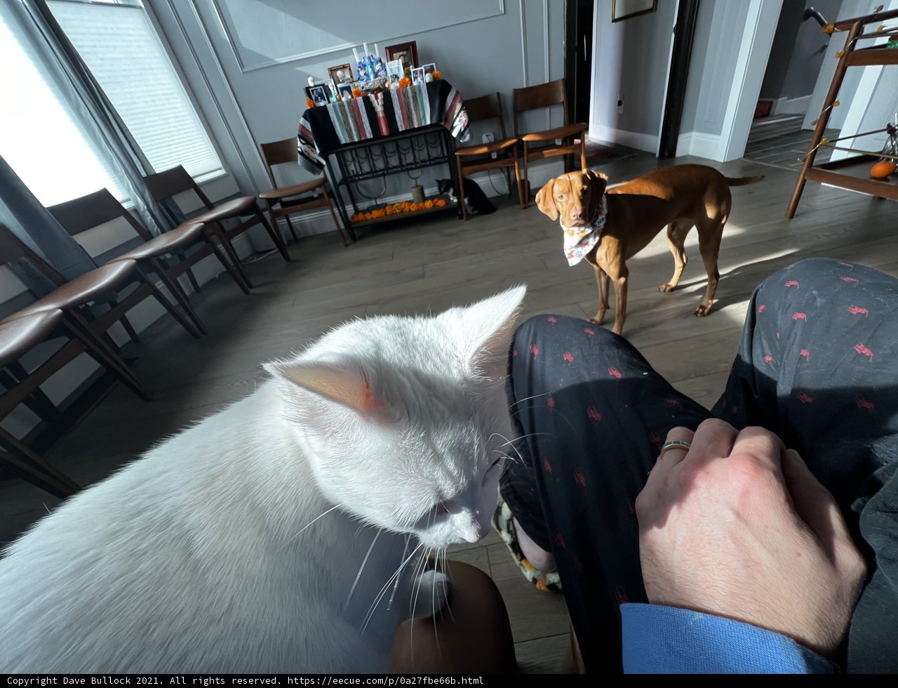 Furry Companions Relaxing in the Living Room