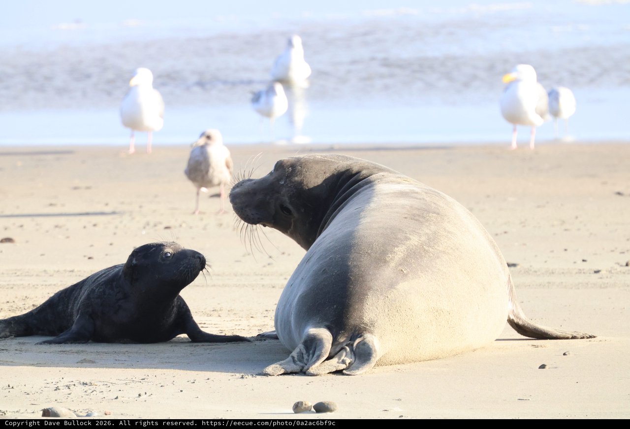Elephant Seal Mother and Pup Bonding on Beach