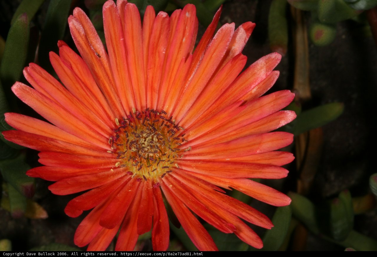 Sunshine Daisy