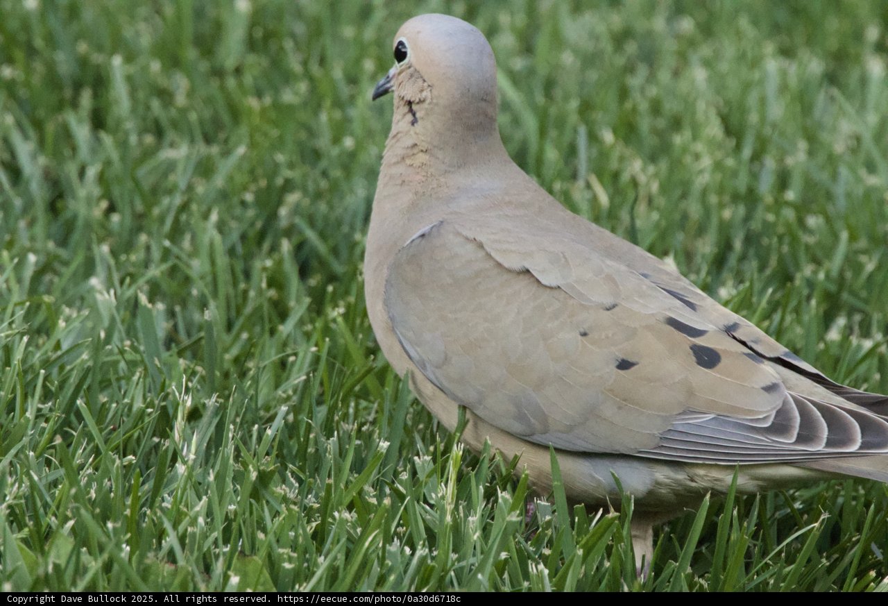 Serene Encounter with a Feathered Friend