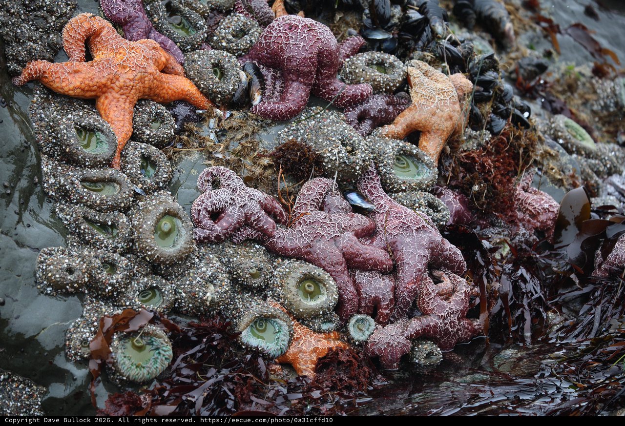 Vibrant Tide Pool Community at Schoolhouse Beach