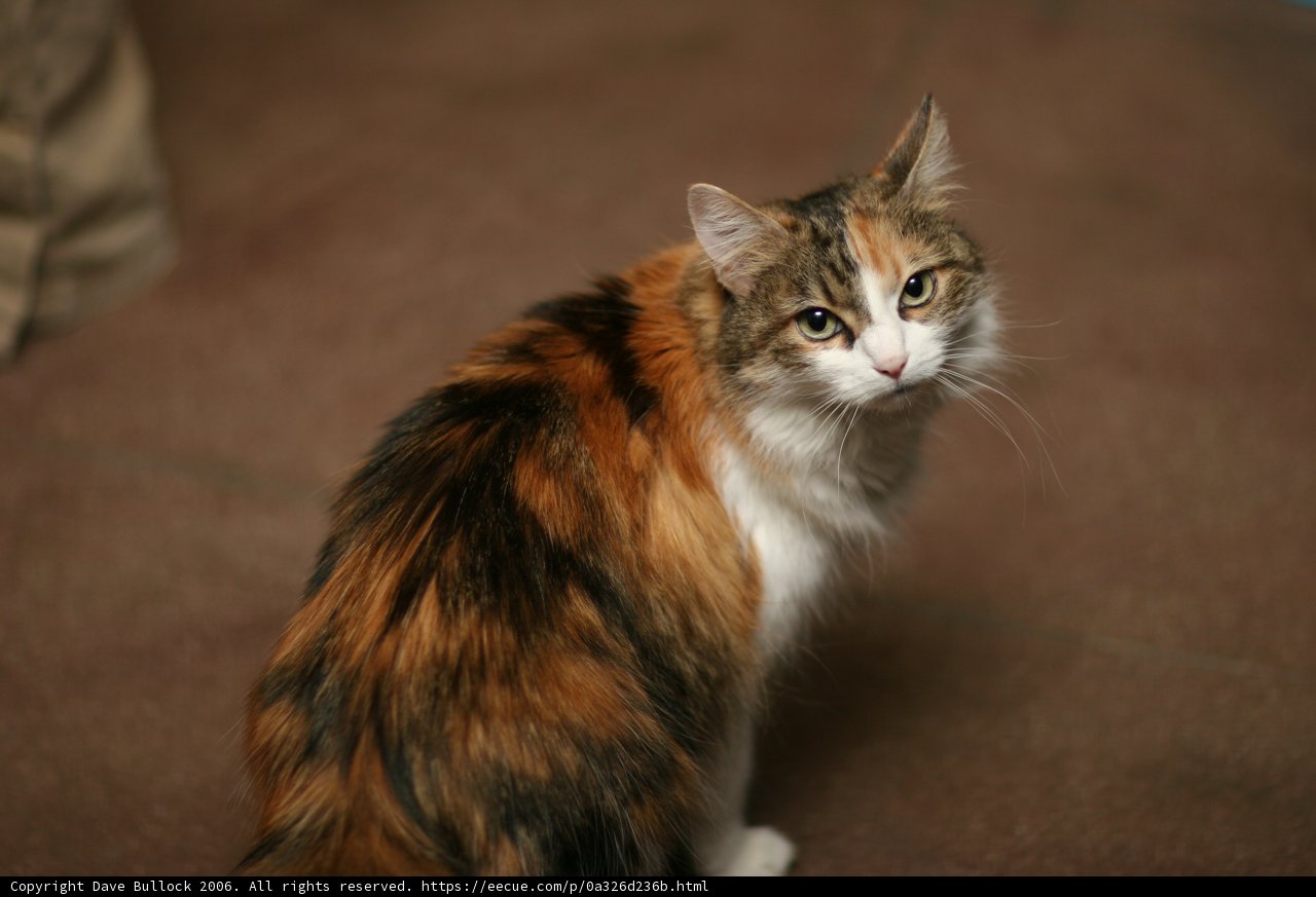 The Calico Queen