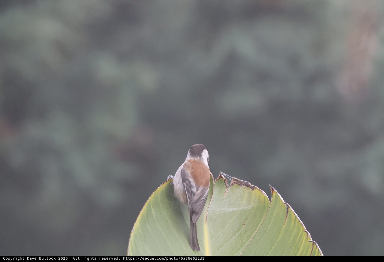 Small Bird Perched on Torn Agave Leaf