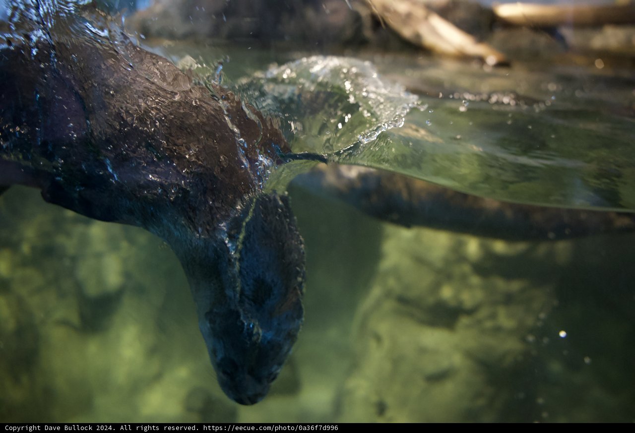 Aquatic Ace: The Seal's Dance at The Zoo