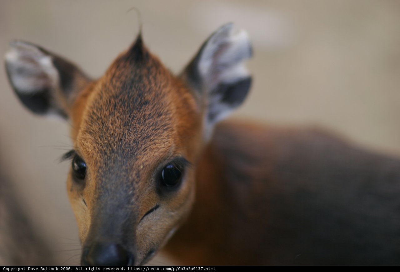 Big-Headed Deer