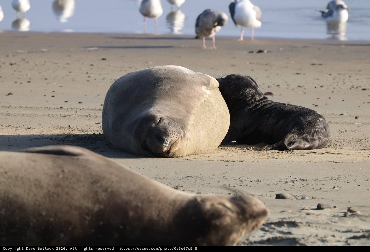 Elephant Seal Mother and Pup Resting at Drakes Beach