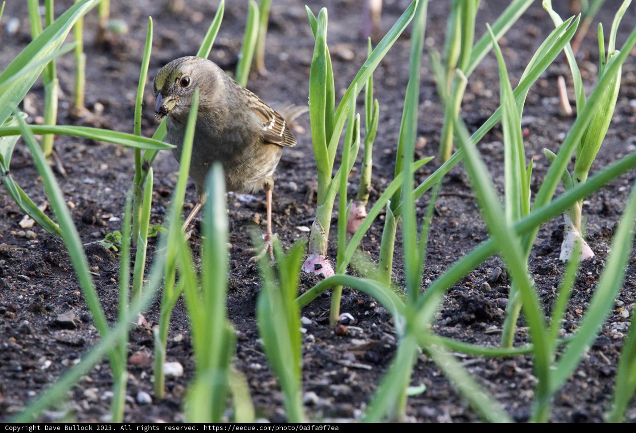 A Sparrow's Forage in the Greens
