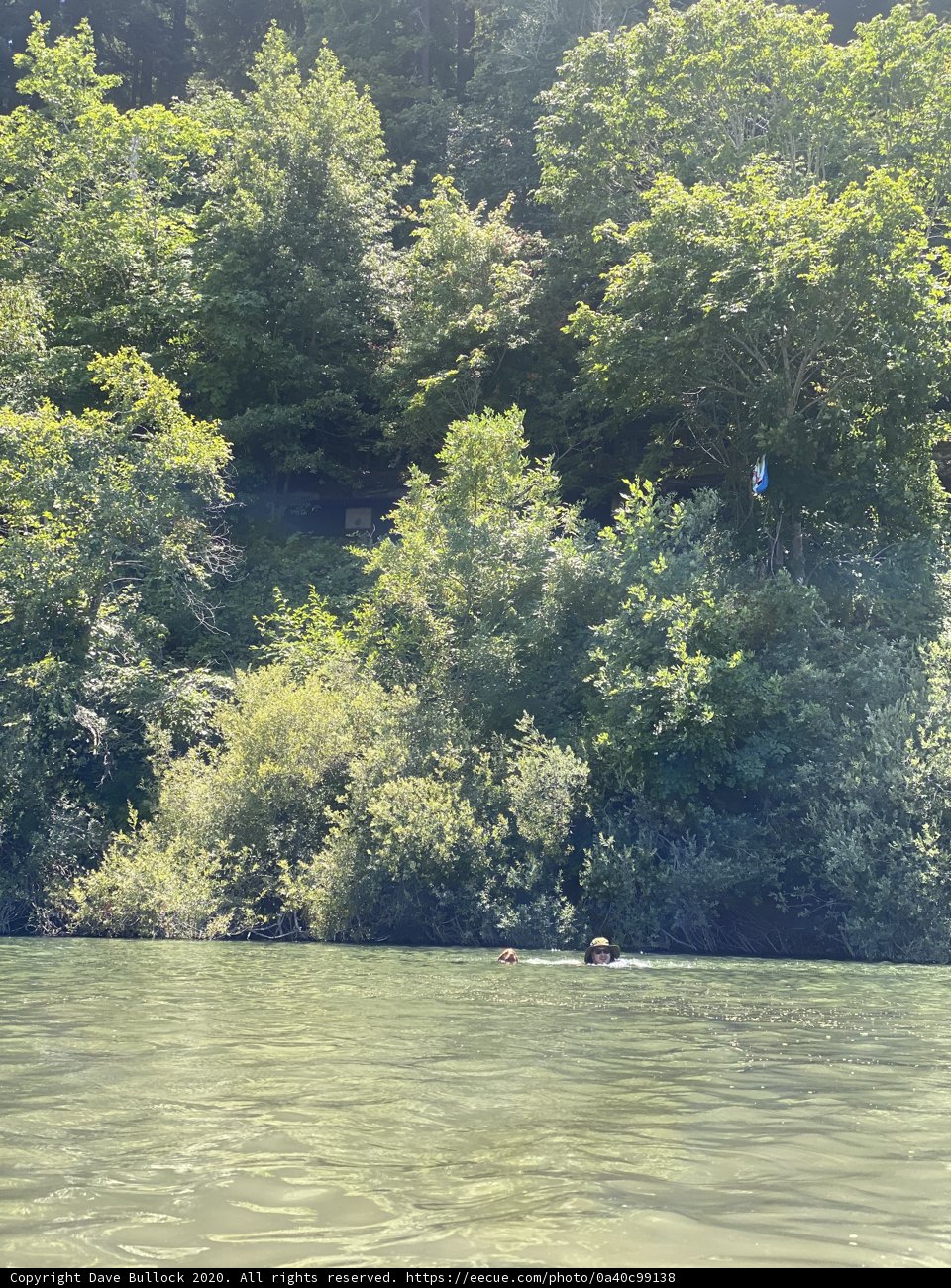Floating Amongst the Trees