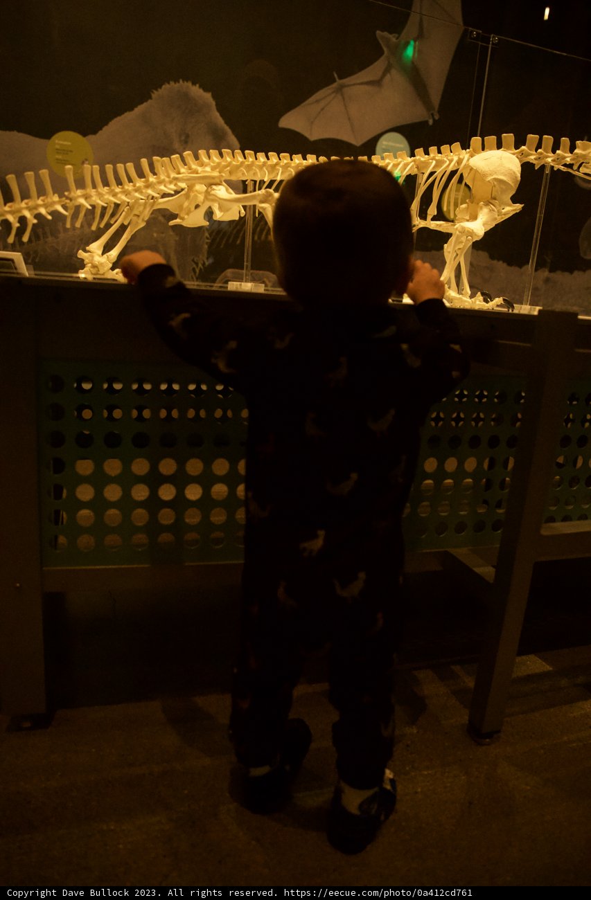 Discovering Prehistoric Majesties