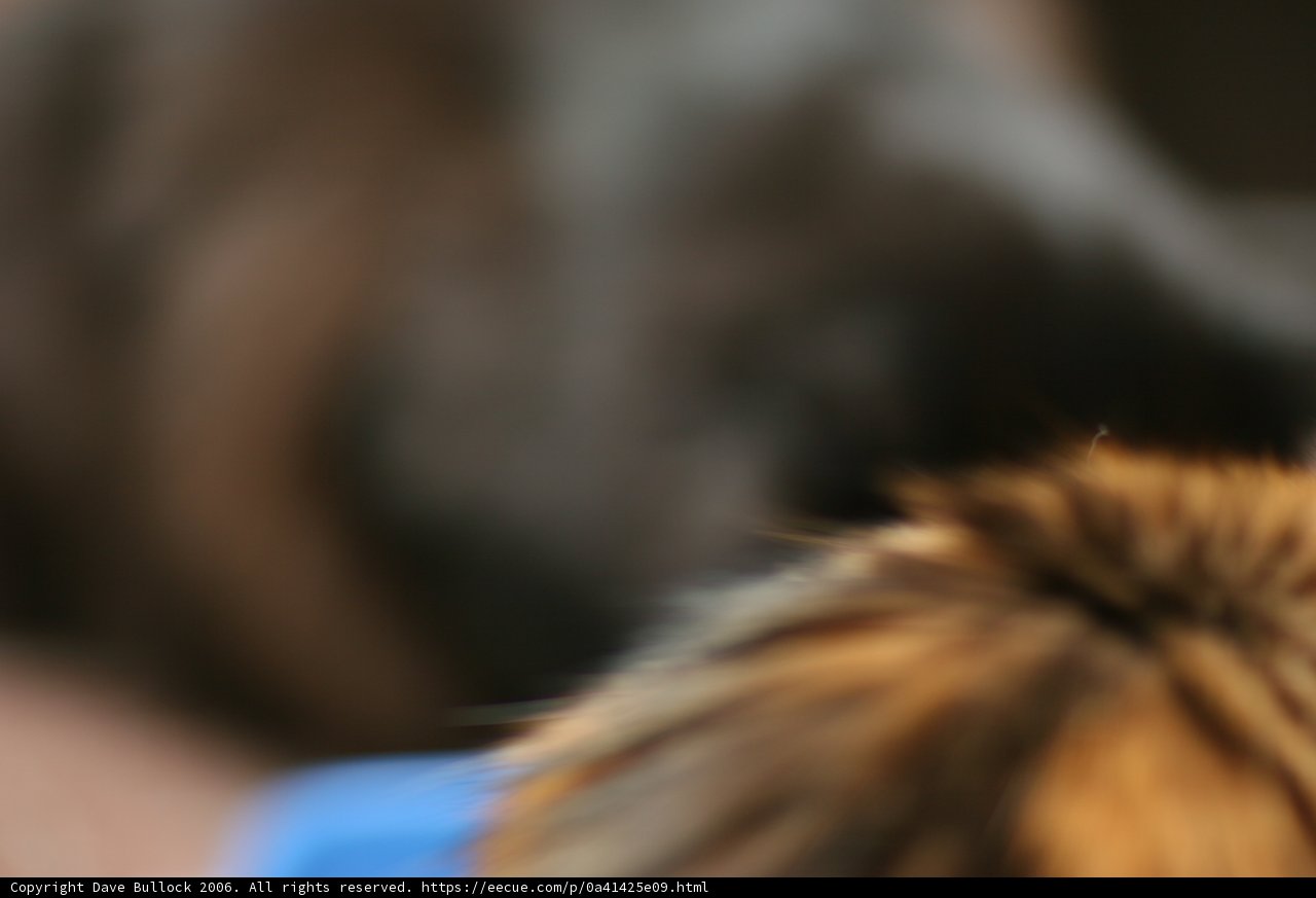 Furry Friends