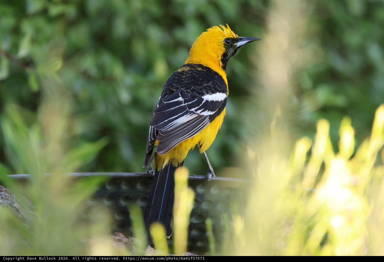 Hooded Oriole Perched on Wire with Striking Plumage