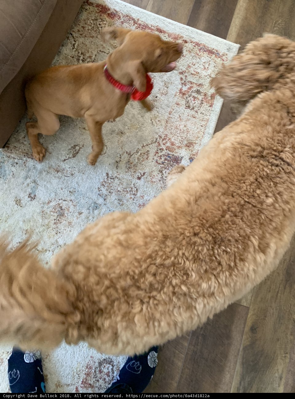 Playtime on the Rug