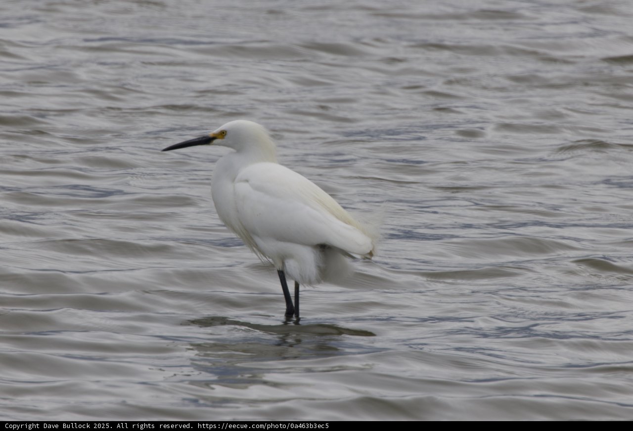 Graceful Sentinel of the Bay