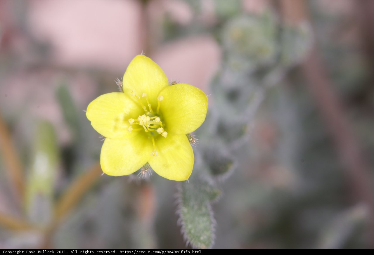 Vibrant Yellow Geranium in Close-up