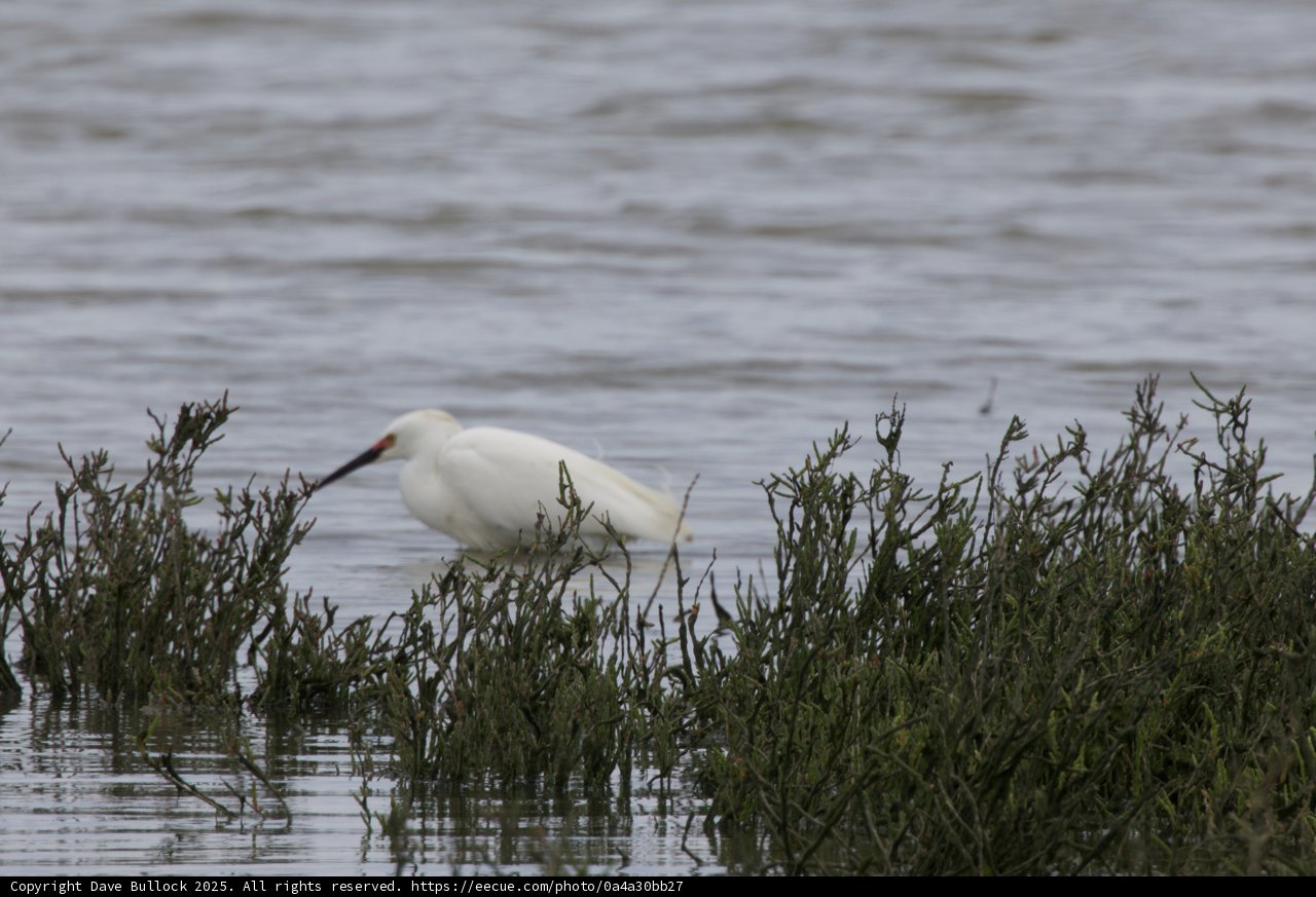 Tranquil Egret by the Water's Edge