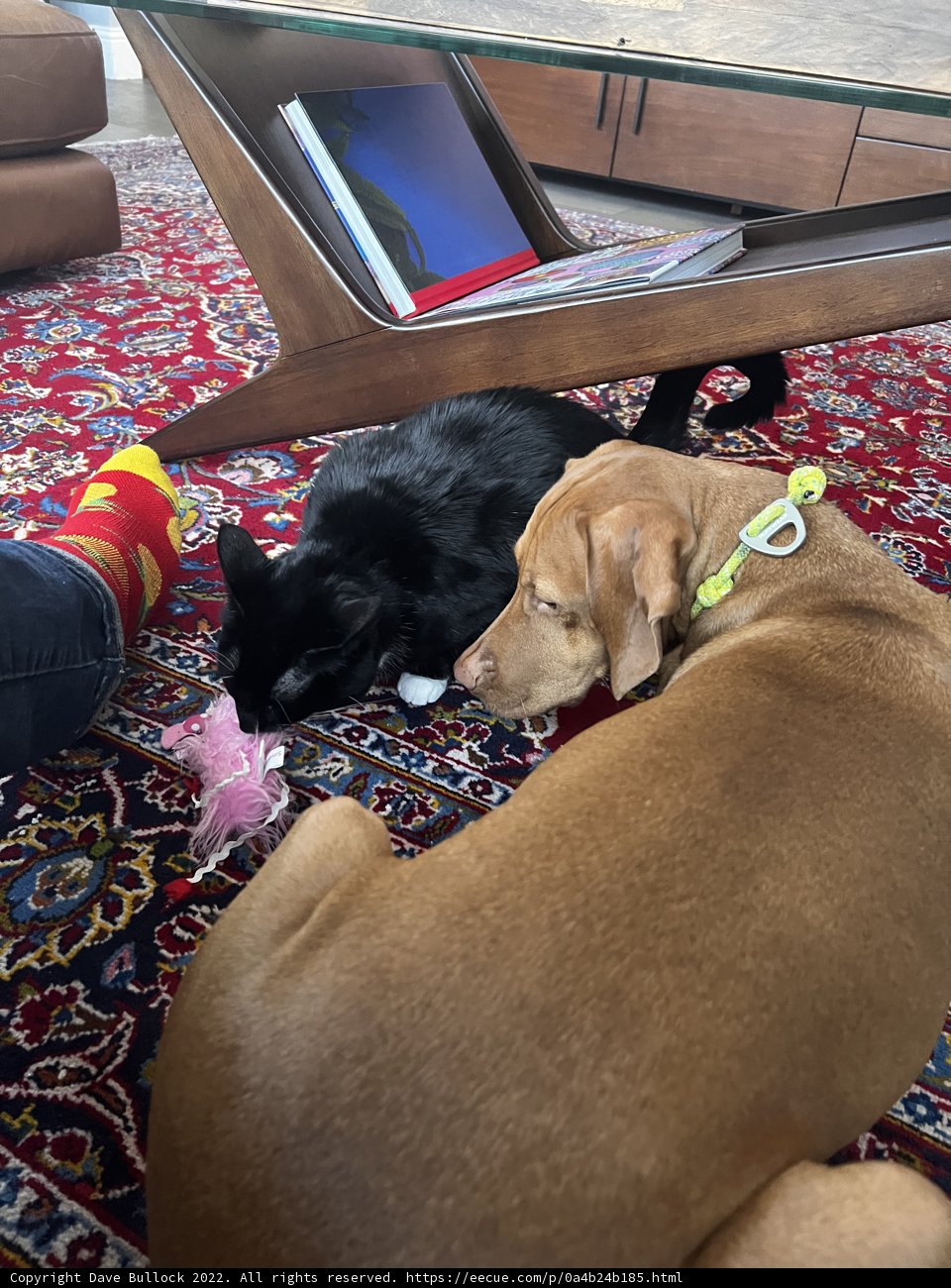 Furry Friends Relaxing in the Living Room