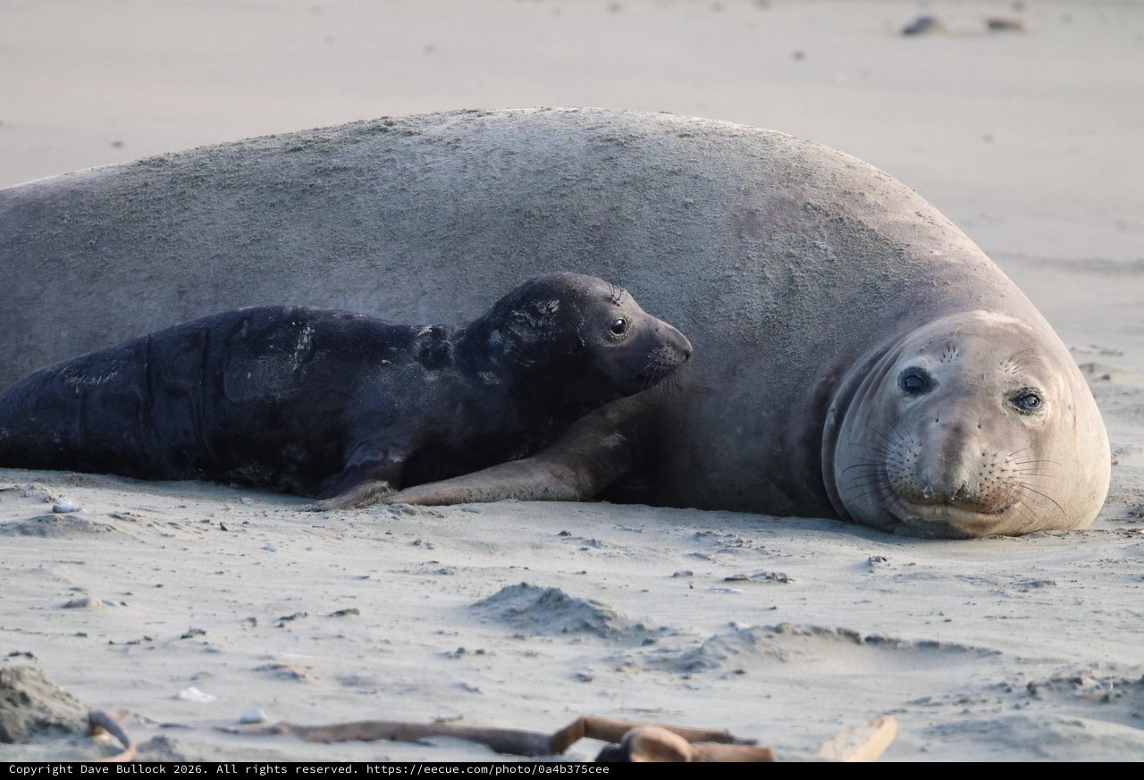 Mother Elephant Seal with Young Pup on Beach