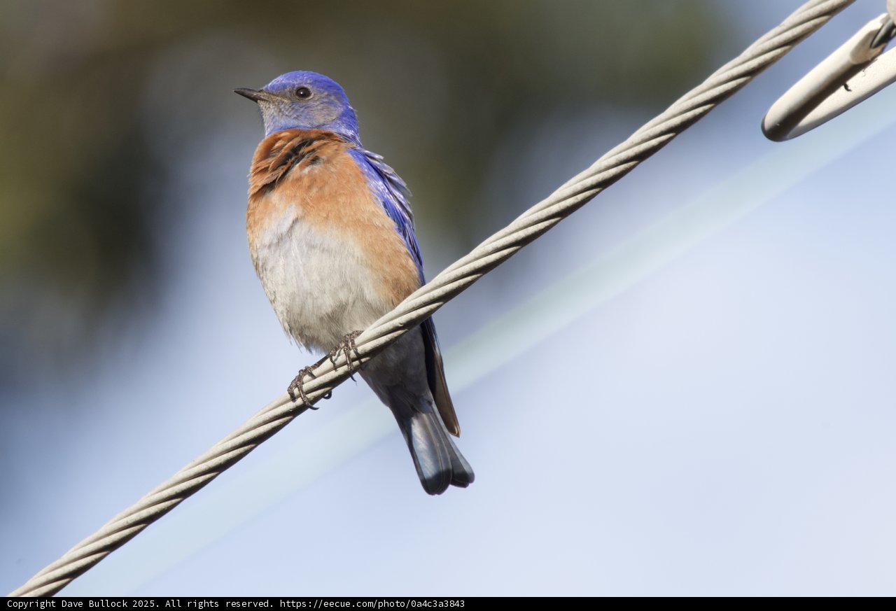Perched Beauty