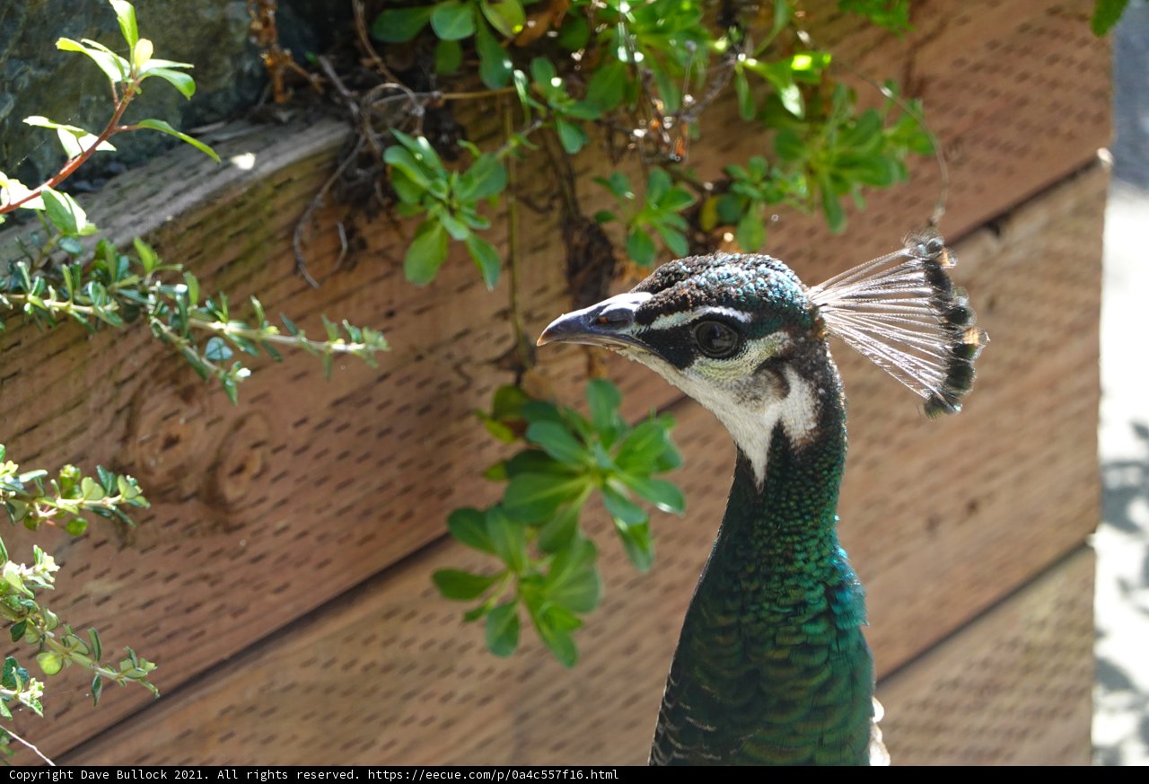 Majestic Peacock in Foliage